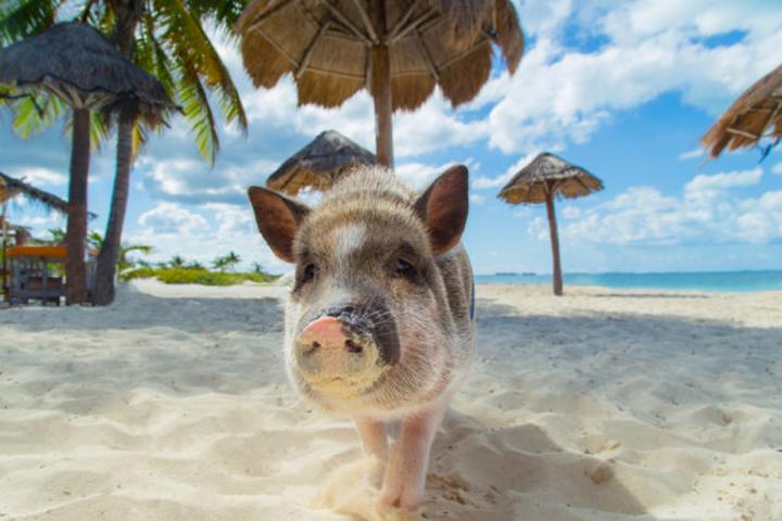 luna-de-miel-en-las-bahamas-pig-island
