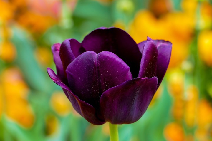 Tulipan-morado-Foto-pixabay-