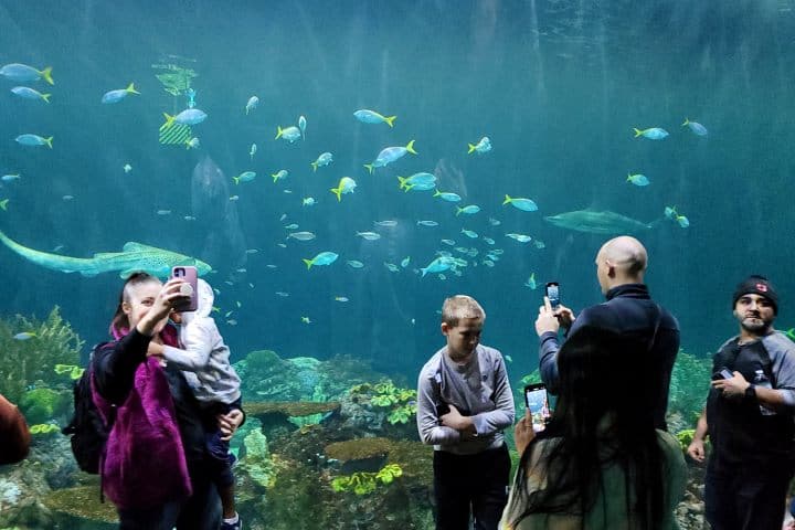 Shedd Aquarium Chicago. Foto: El Souvenir.