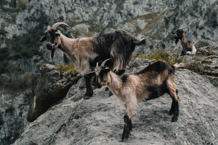 Cabras-montanesa-en-Suiza-Foto-de-Alejandro-Luengo