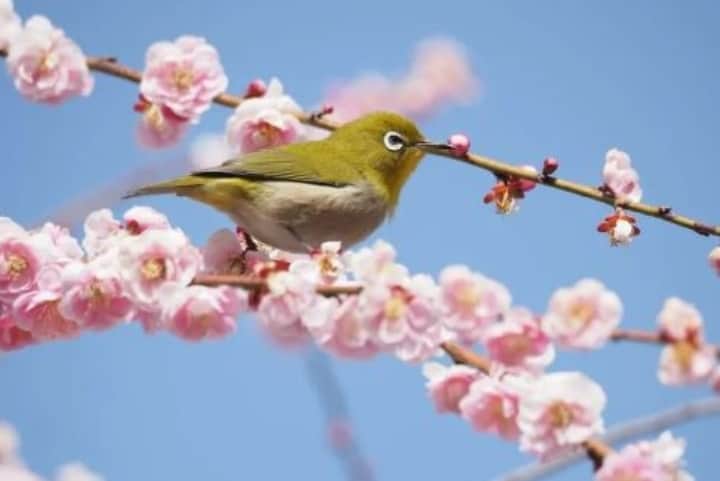 pajaros-en-la-primavera.-Foto-por-Wasabi-1