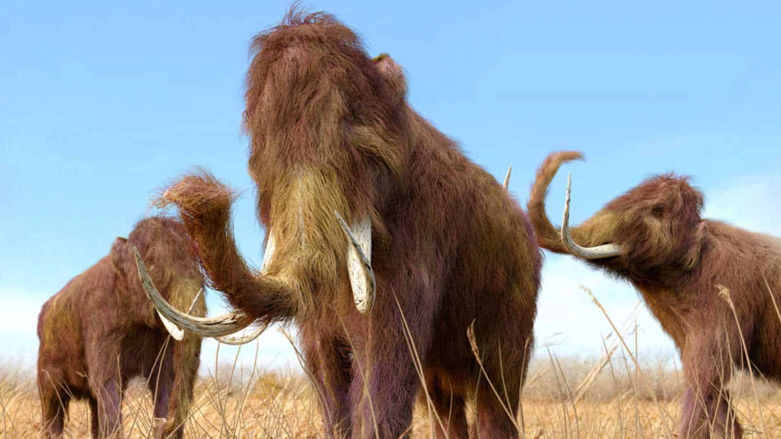 Conoce-a-los-mamuts-en-el-museo-paleontologico-de-tocuila-Foto-de-RTVE