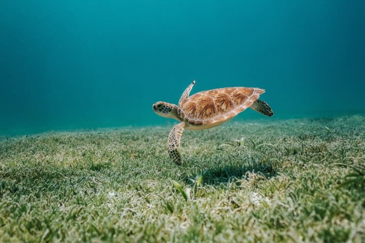 Hermosas-tortugas-en-la-isla-Foto-de-david-troeger