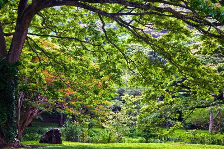 Kauai-Parks-and-Gardens-Foto-por-GoHawaii