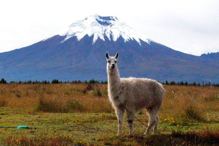 Llama. Foto: Ambiente Ecuador