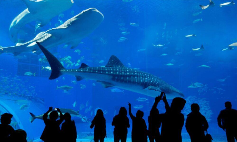 Gran Acuario Mazatlán, ¡el más grande de Latinoamérica! | El Souvenir