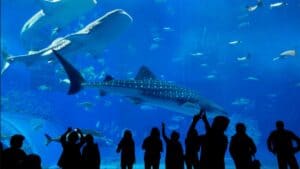 Gran Acuario Mazatlán, ¡el más grande de Latinoamérica! | El Souvenir