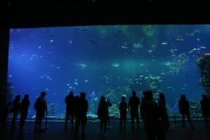 Gran Acuario Mazatlán, ¡el más grande de Latinoamérica! | El Souvenir