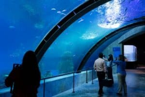 Gran Acuario Mazatlán, ¡el más grande de Latinoamérica! | El Souvenir
