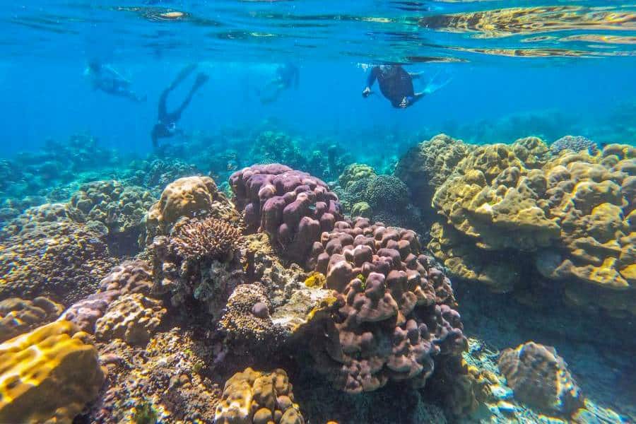 Arrecife de Coral en Surin, Islas Tailandia. Foto: Web