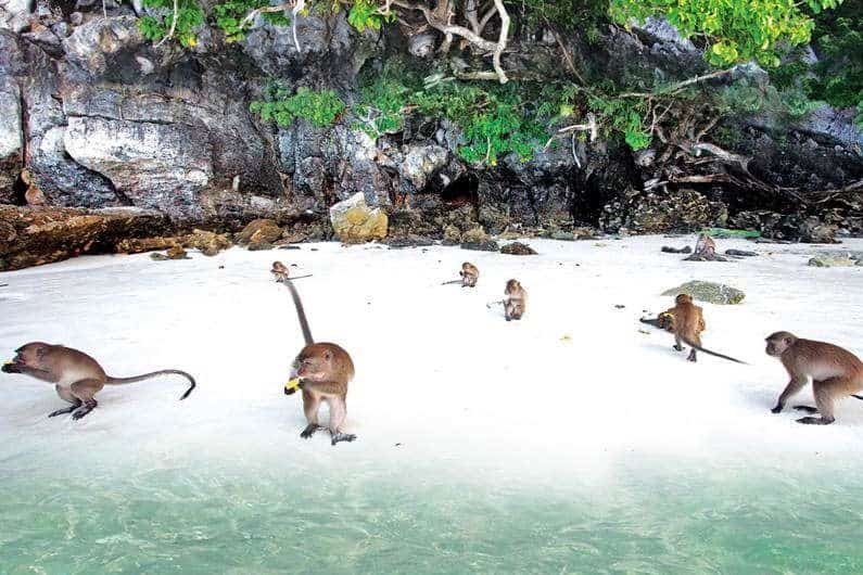 Playa de los Monos, Islas Tailandia. Foto: Web