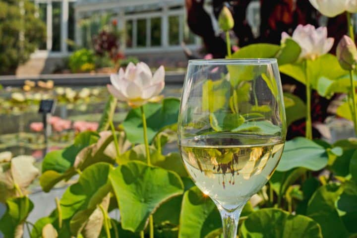 Wine and Water Lilies. Foto: Web