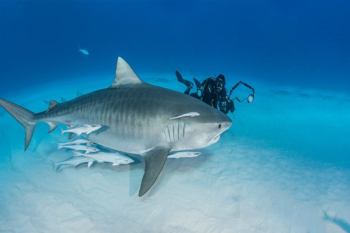 Florida-Shark-por-Big-Fish-Expeditions15982