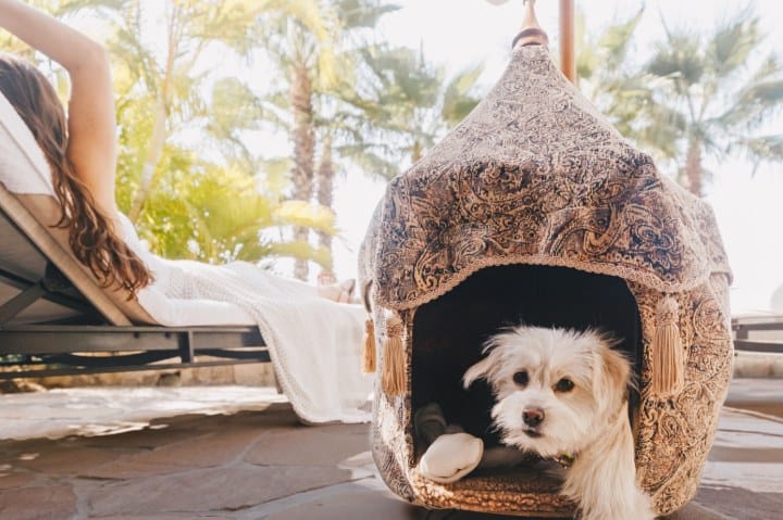 Hotel Petfriendly en Los Cabos. Foto: One&Only