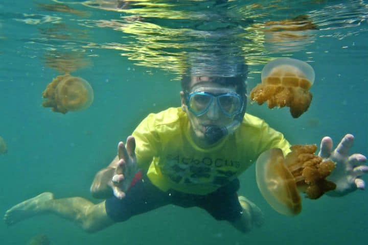 Nadar con medusas. Foto: Web