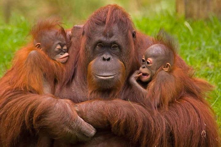 Orangután. Foto: WWF
