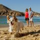 PORTADA Hoteles Petfriendly en Los Cabos