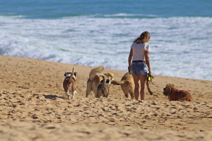 Perritos en la playa. Foto: Web