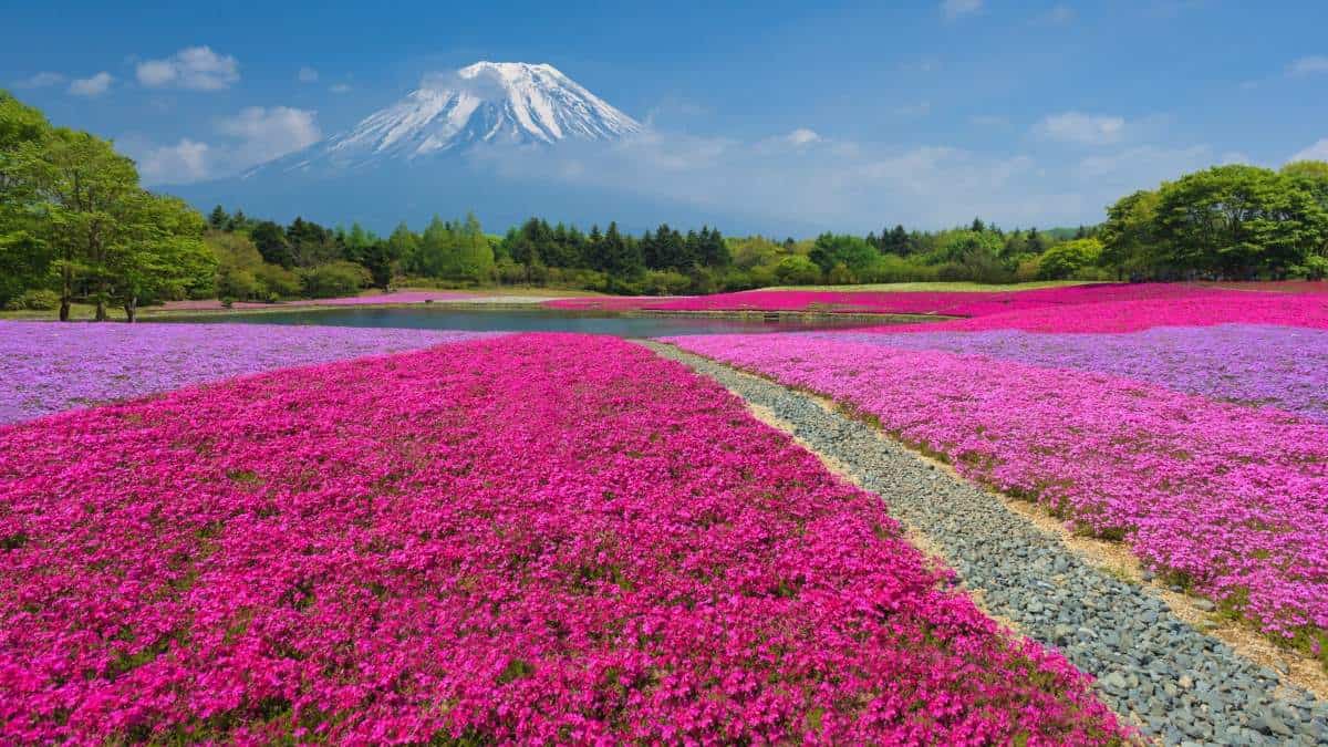 campos de la flor Shibazakura portada