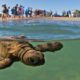 PORTADA Liberar tortugas en Acapulco
