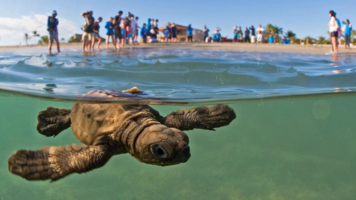 PORTADA Liberar tortugas en Acapulco