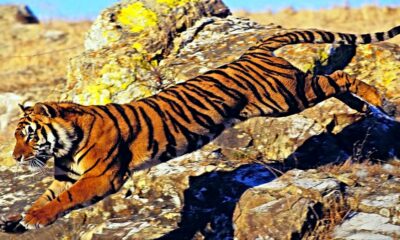 PORTADA Tigre de Bengala