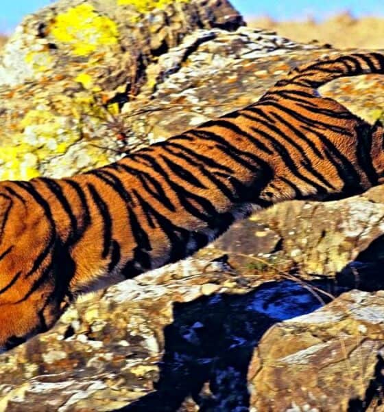 PORTADA Tigre de Bengala