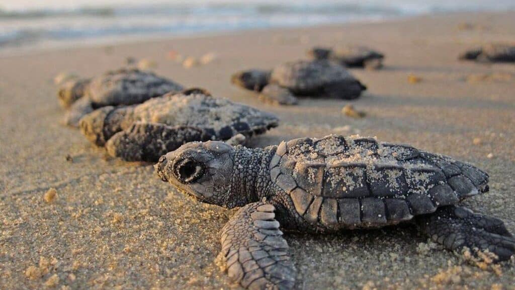 PORTADA LIBERACION TORTUGAS PUERTO VALLARTA