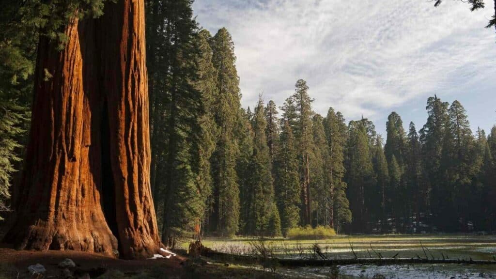 PORTADA SEQUOIA NATIONAL PARK (1)