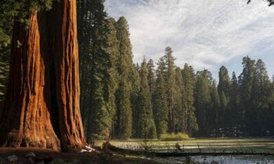 PORTADA SEQUOIA NATIONAL PARK (1)