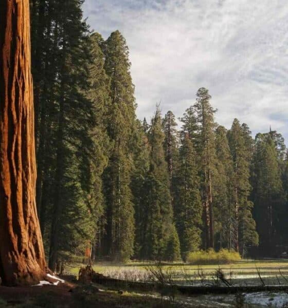 PORTADA SEQUOIA NATIONAL PARK (1)