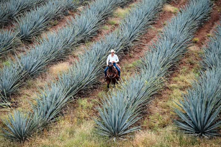 10. Sembradío de agave. Foto - David García Sandoval (Unsplash)