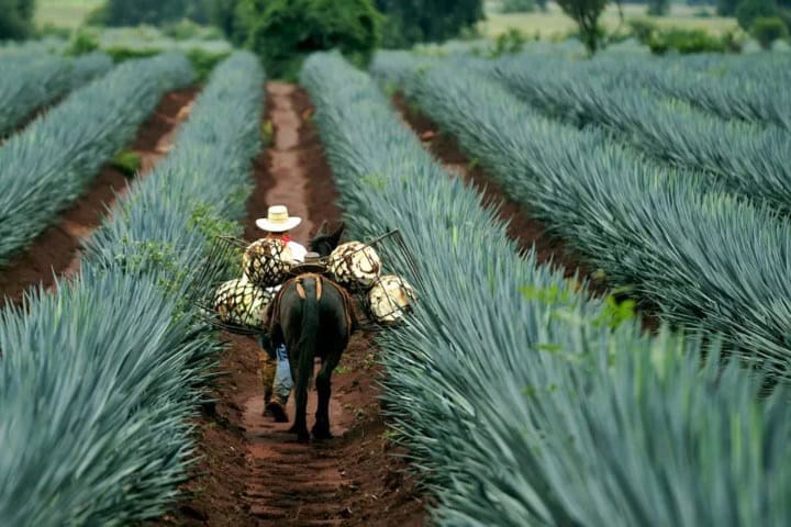 2. Paisaje de agaves. Foto - Michelin