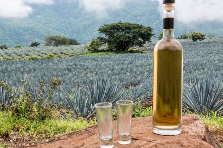 3. Tequila en Jalisco. Foto - Dinero en Imágen