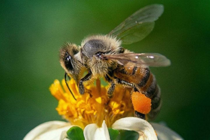 4. Abeja yucateca melopina. Foto - POSTA Yucatán