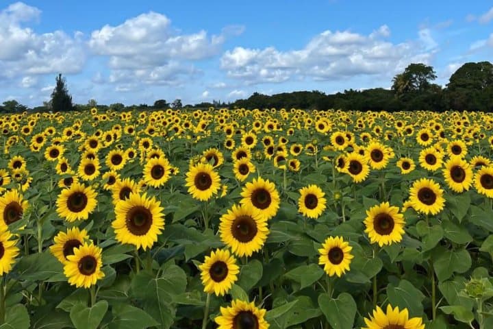 3. Campo de girasoles en South Dae. Foto - Nota de Prensa Miami