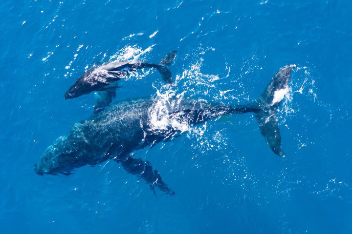 1. Ballena jorobada con su cría. Foto - México Desconocido