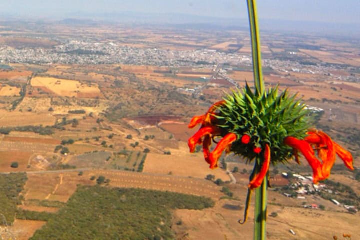 2. Flor Bastón de San Francisco. Foto - Programa Destinos México