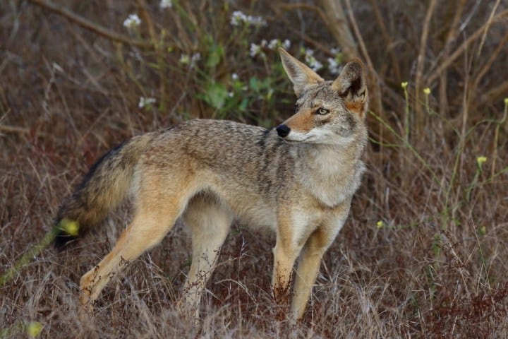 2. Coyote de Yuriria. Foto - Naturalista