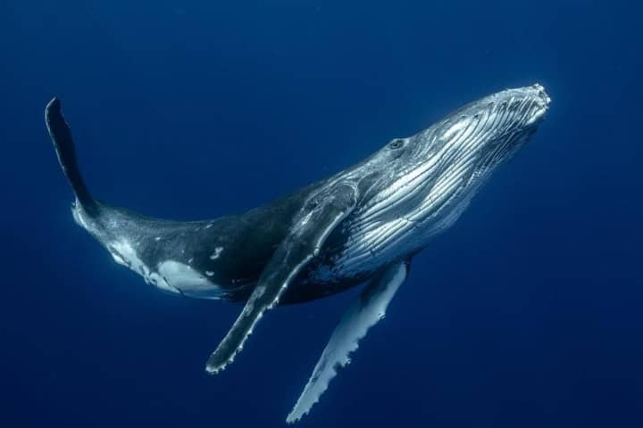 3. Ballena jorobada nadando bajo el agua. Foto - Wildlife Photo of the Day (Pinterest)