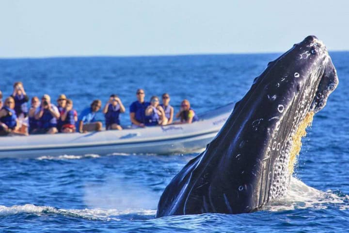 4. Avistamiento de ballenas jorobadas en Ixtapa-Zihuatanejo