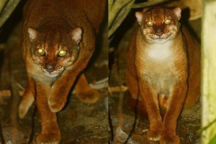 5. El Felis badia, o Gato de Borneo, es de las especies de gatos más difíciles de presenciar; se cree que solo quedan 2,500 especímenes. Foto - Radar Malioboro