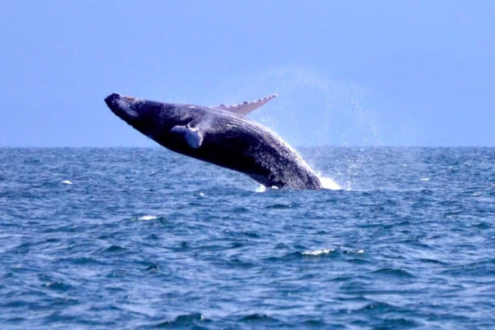 6. Salto y caída de una ballena jorobada. Foto - TurisDom