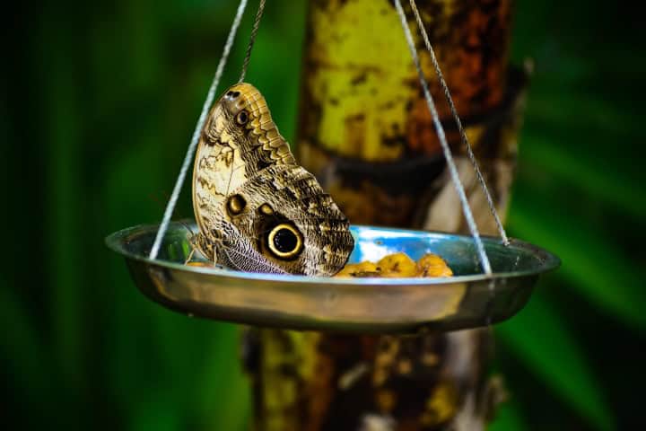 7. Butterfly Breeding Center. Foto - Belizing