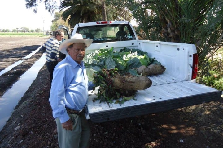 8. Verduras gigantes en la actualidad. Foto - Jose Carmen Garcia Martinez (Facebook)