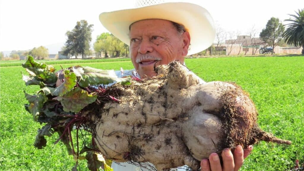 PORTADA VERDURAS GIGANTES DEL VALLE DE SANTIAGO