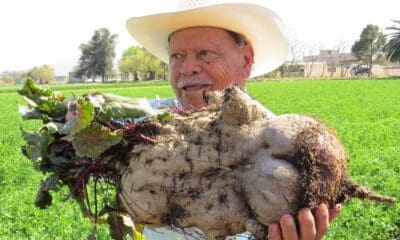 PORTADA VERDURAS GIGANTES DEL VALLE DE SANTIAGO