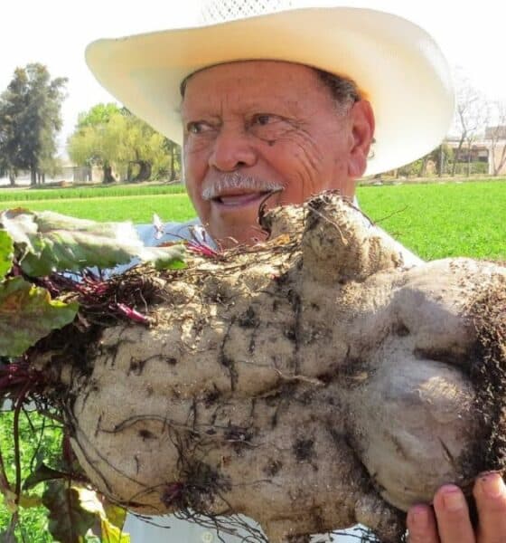 PORTADA VERDURAS GIGANTES DEL VALLE DE SANTIAGO