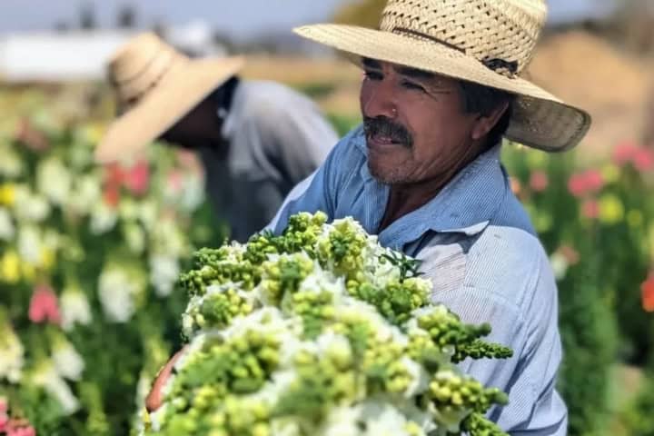 1. Floricultor de Puebla. Foto - vecholula (Instagram)
