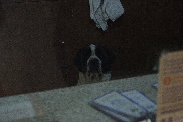 Perro San Bernardo de seguridad en el Hotel Caleta. Foto - El Souvenir